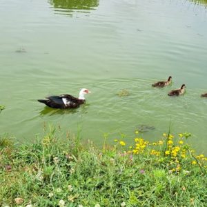 Visita de Estudo à Quintinha Pedagógica de Canelas – EB de Riba de Ave
