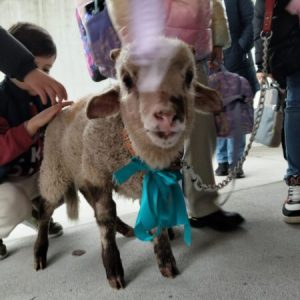 Uma Visita Especial: A Ovelha Coração “Encanta” o 1.º Ano em Ruivães