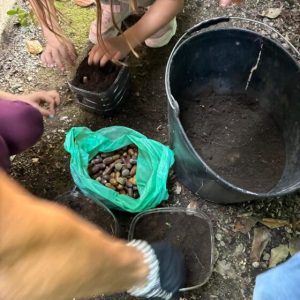 Alunos do 1.º Ano da EB Bairro Celebram o Outono a Semear Bolotas da Nossa Floresta Autóctone